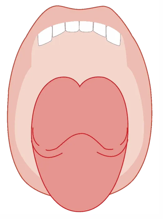 Illustration of an open mouth focusing on the back and base of the tongue.