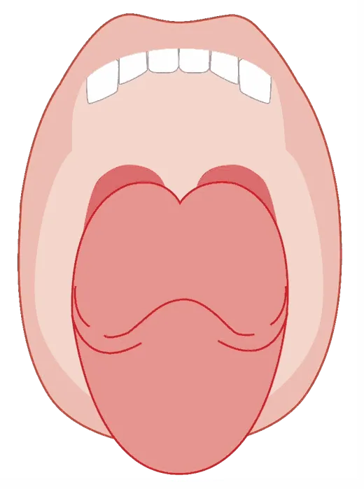 Illustration of an open mouth showing the tongue lying in the lower jaw with the throat behind it.